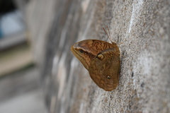Opsiphanes boisduvallii