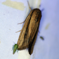 Leucania stenographa