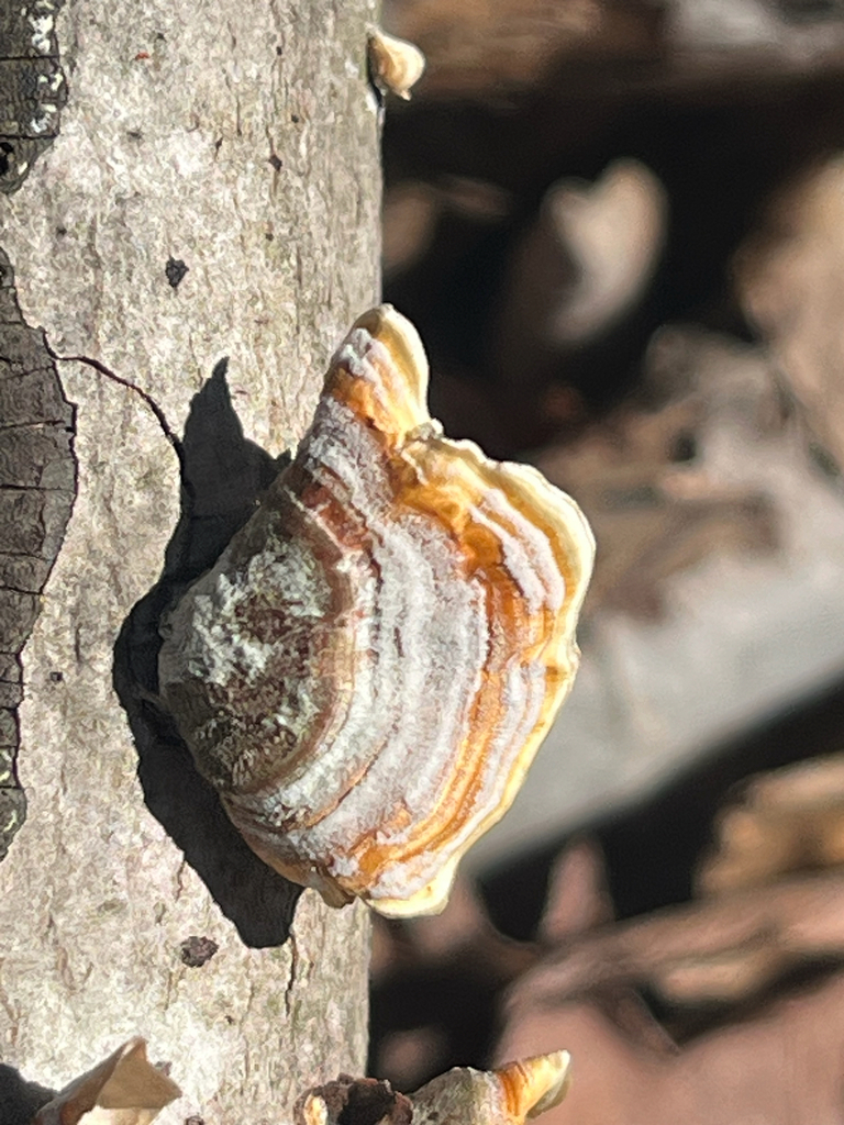 Stereum lobatum · April 2026 · photo: © hitchco (iNaturalist, cc0)