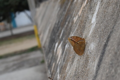 Opsiphanes boisduvallii