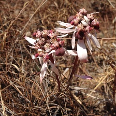 Euphorbia radians