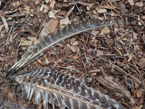 iNaturalist observation photo of Wild Turkey