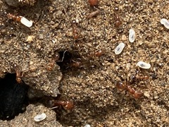 Pheidole hyatti
