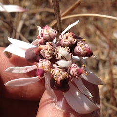 Euphorbia radians