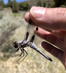 Libellula nodisticta