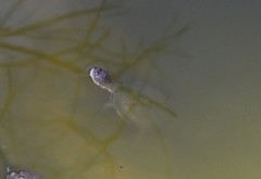 Mesoclemmys tuberculata