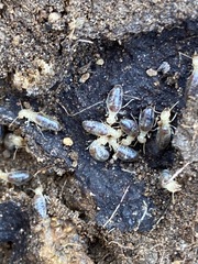 Termitinae