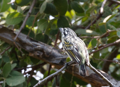 Pogoniulus bilineatus