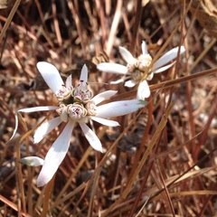Euphorbia radians