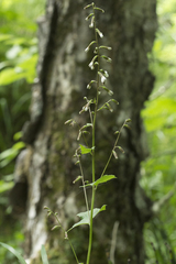 Parasenecio auriculatus