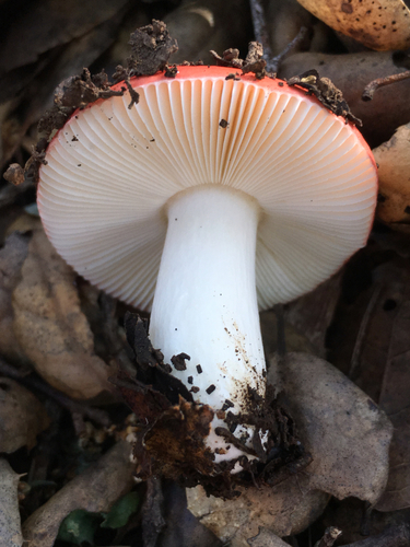 Winter Russula