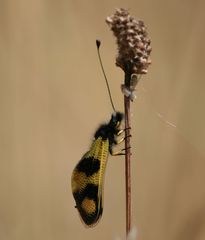 Libelloides macaronius