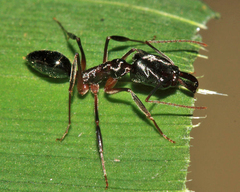 Odontomachus bauri