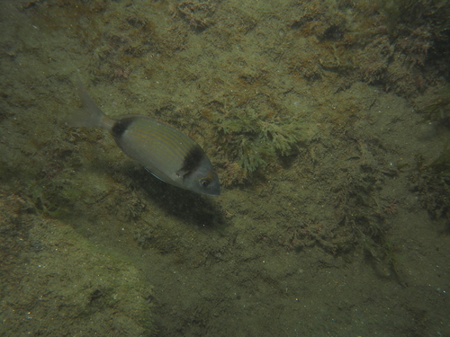 Diplodus vulgaris