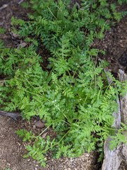 Eucrypta chrysanthemifolia bipinnatifida