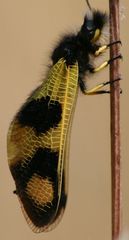 Libelloides macaronius