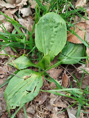 greater plantain