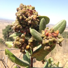 Rhus standleyi