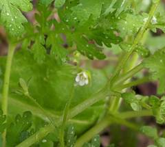 Eucrypta chrysanthemifolia bipinnatifida