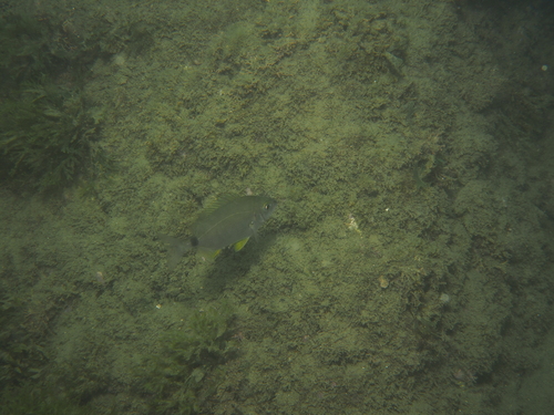 Diplodus annularis