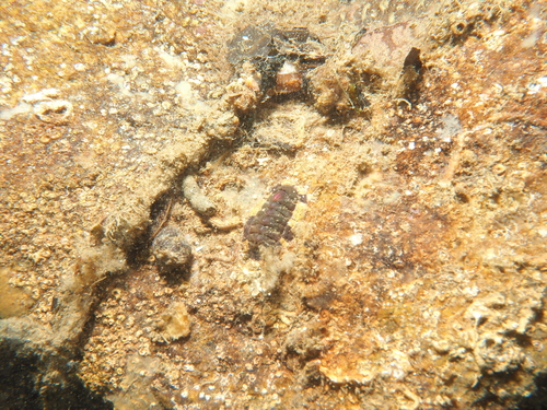 Rhyssoplax olivacea
