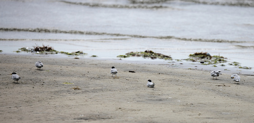 Least Tern (Sternula antillarum), photo 7