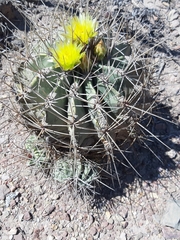 Ferocactus echidne