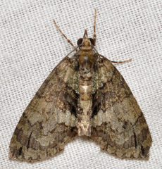 Hydriomena transfigurata