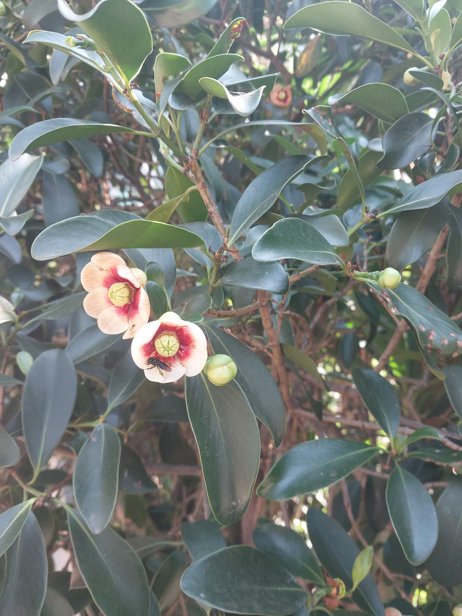 Imagem de Clusia lanceolata