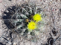 Ferocactus echidne
