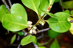 Scyphiphora hydrophylacea