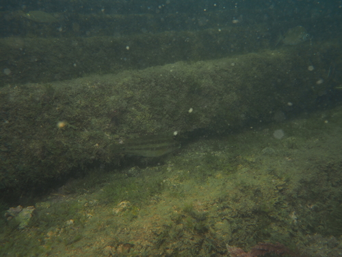 Symphodus tinca
