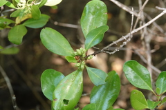 Scyphiphora hydrophylacea