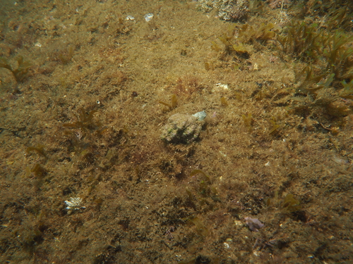 Hexaplex trunculus