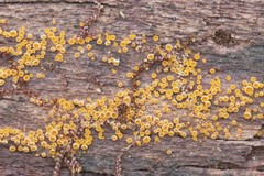 Arachnopeziza trabinelloides