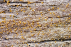 Arachnopeziza trabinelloides
