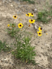 Coreopsis tinctoria tinctoria