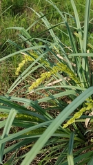 Carex crus-corvi