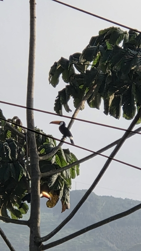 Toco Toucan