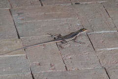 Tropidurus semitaeniatus