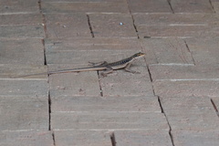 Tropidurus semitaeniatus