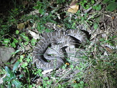 Bothrops pubescens
