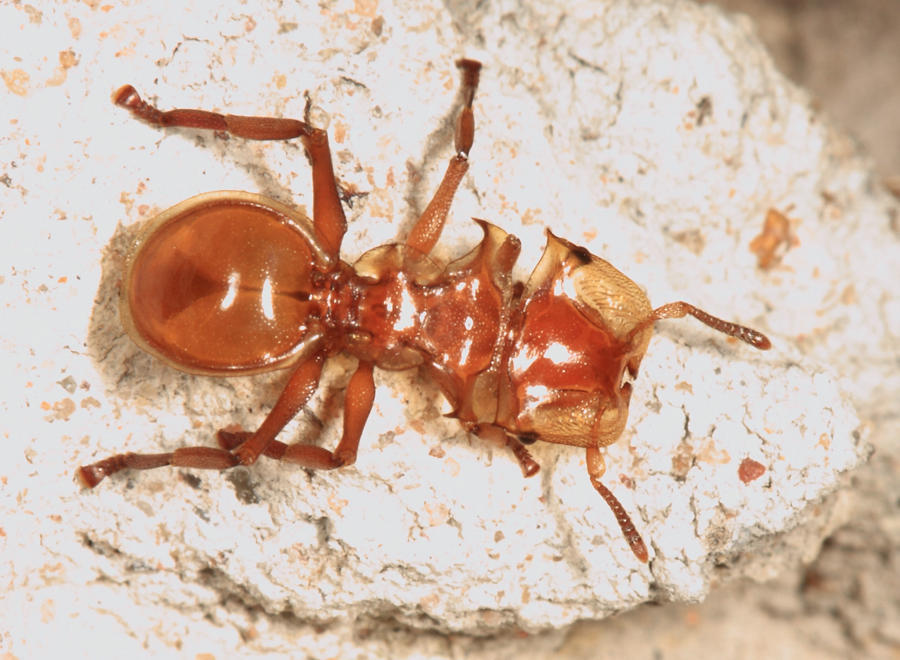 Clypeatus-group Turtle Ants