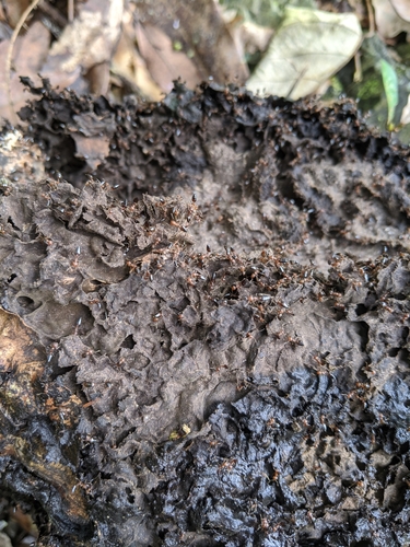 台湾举腹蚁Crematogaster pia
