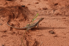 Tropidurus semitaeniatus