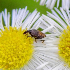 Glyptobaris lecontei