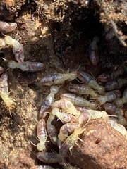 Microcerotermes