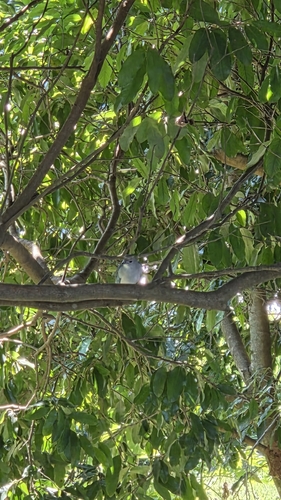 Sayaca Tanager