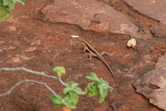 Tropidurus semitaeniatus