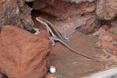 Tropidurus semitaeniatus